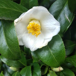 ruta de la camelia